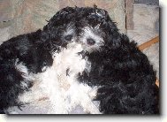 Tibetan Terrier