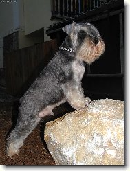 Zwergschnauzer, Miniature Schnauzer