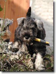 Zwergschnauzer, Miniature Schnauzer