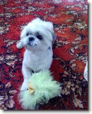 icu, Shih-Tzu