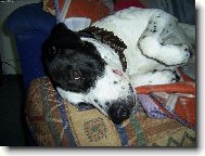 English Pointer