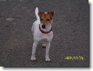 Jack Russell Terrier