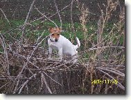 Jack Russell Terrier
