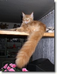 Maine Coon