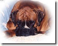 Deutscher Boxer