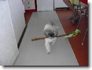 icu, Shih-Tzu