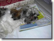 icu, Shih-Tzu