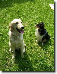 Shetland Sheepdog