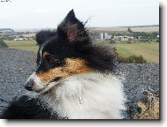 Shetland Sheepdog