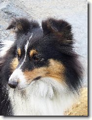 Shetland Sheepdog