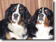 Berner Sennenhund