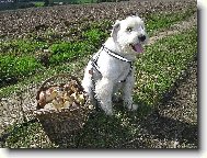 Zwergschnauzer, Miniature Schnauzer
