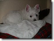 West highland white terrier \\\\\(Dog standard\\\\\)