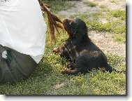 Gordon setter \(Dog standard\)