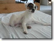Parson Russel Terrier