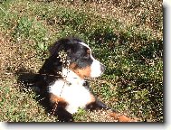 Berner Sennenhund
