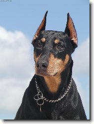 Dobermann, Doberman