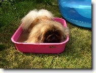 Pekingese, Pekinese, Peking Palasthound