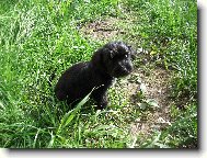 Zwergschnauzer, Miniature Schnauzer