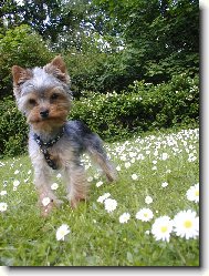 Jorkšírský terier, Yorkshire Terrier,