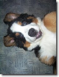 Berner Sennenhund