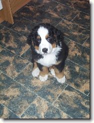 Berner Sennenhund