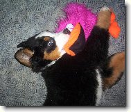 Berner Sennenhund