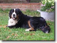 Berner Sennenhund