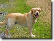 Labrador Retriever