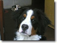 Berner Sennenhund
