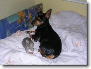 PRAGUE RATTER