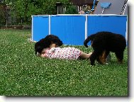 Berner Sennenhund