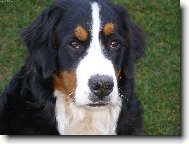 Berner Sennenhund