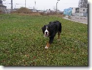 Berner Sennenhund