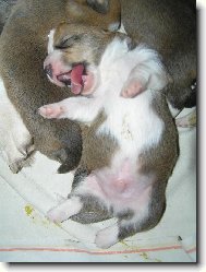 Welsh corgi cardigan \(Dog standard\)
