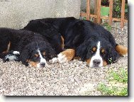 Berner Sennenhund