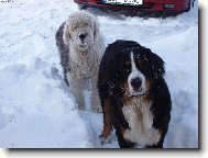 Berner Sennenhund