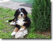 Berner Sennenhund