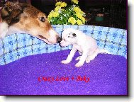 Borzoi  Russian Hunting Sighthound