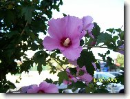 Hibiscus rosa-sinensis