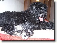 Black Russian Terrier