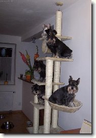 Zwergschnauzer, Miniature Schnauzer