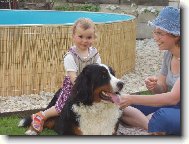 Berner Sennenhund