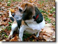 Beagle \\\\\\\\\\\\\\\\\\\\\(Dog standard\\\\\\\\\\\\\\\\\\\\\)