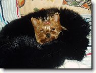 Jorkrsk terier, Yorkshire Terrier,