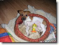Jack Russell Terrier