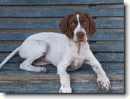 English Pointer