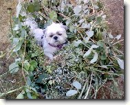 icu, Shih-Tzu