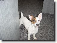 Jack Russell Terrier