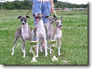 Whippet